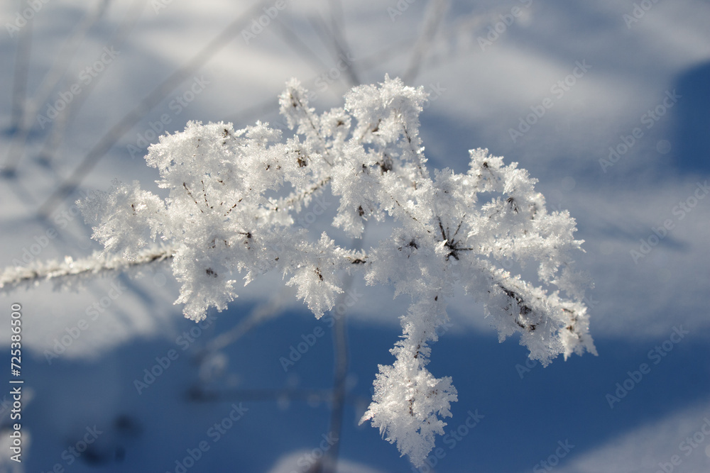 Field plants covered with crystalline frost in winter Field plants covered with crystalline frost in winter