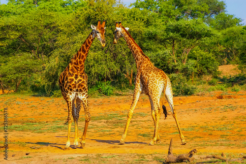 Photography Two male giraffes preparing to have a test of strength