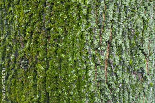 Closeup of bark of Norway maple tree covered with moss and lichen