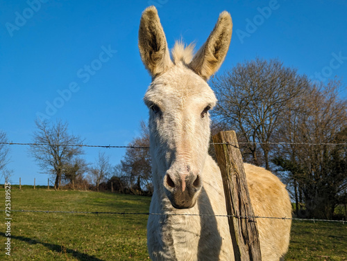 Em harmonia na natureza: Entre uma cerca e um verde pasto, um encantador burro atento e sereno