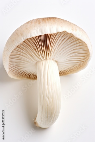 Mushrooms isolated on white background. Fresh mushrooms close up, minimal