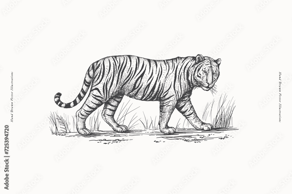 Naklejka premium African tiger in the grass in engraving style. Big wild cat hand drawn on a light background. Predatory wild animal of the savannah in vintage style. Vector retro illustration.