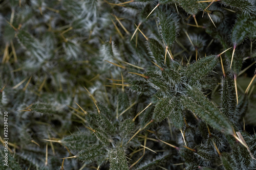 thistle plant photographed close up