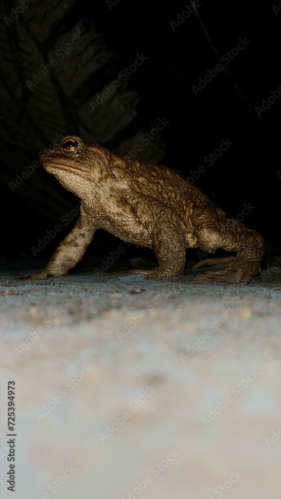 Obraz premium frog