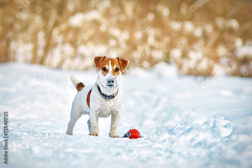 Dog breed Jack Russell Terrier sits on the snow in the winter on the street. The muzzle of an animal in snowflakes. Looking into the camera. Selective focus on the eyes. 