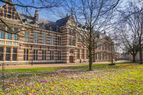 Fotografie Park with yellow and purple crocuses in Assen, Netherlands
