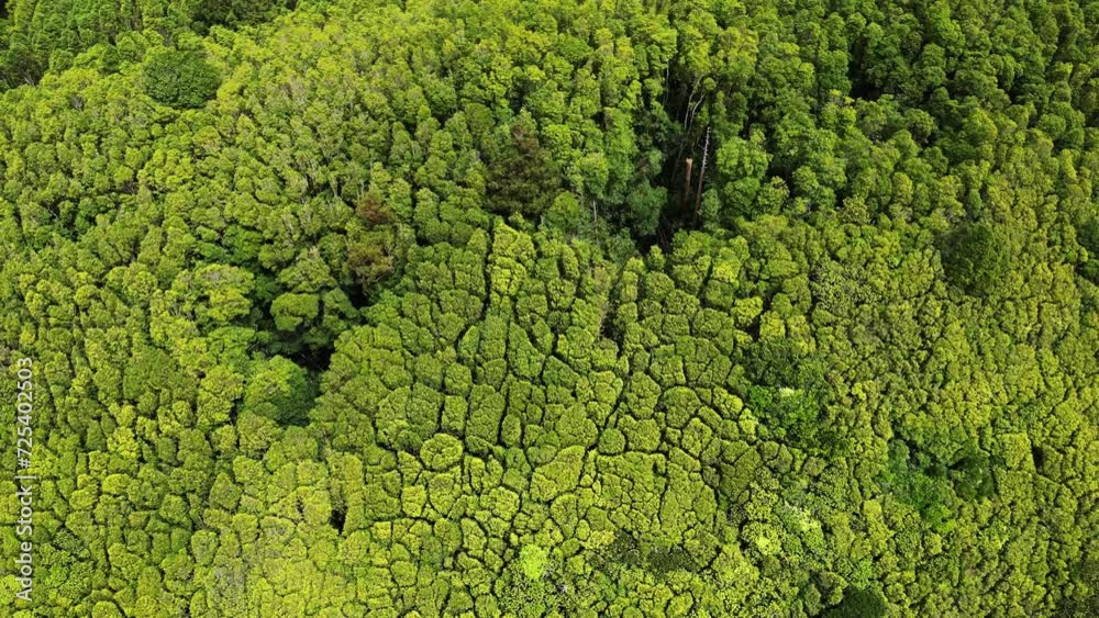 Drone fly over Poco da Ribeira on cloudy day in F Island, azores archipelago