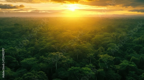 Amazon green forest with sunset in background