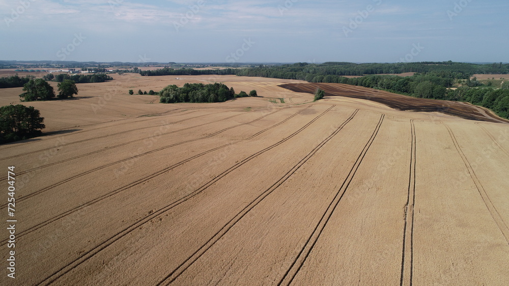 Obraz premium zboża