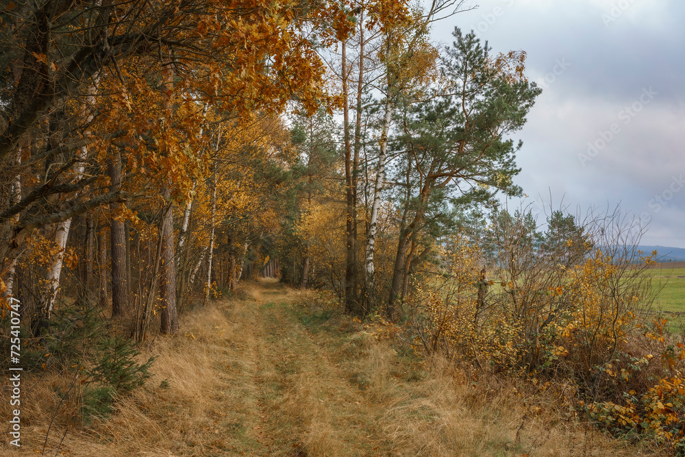 Mischwald im Herbst