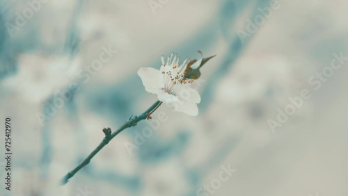 Cherry Plum Light Flowers. Plum Blossom With Purple Leaves. Flowering Cherry.
