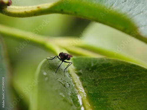 insect, nature, leaf, macro, bug, animal, spider, insects, closeup, ant, plant, close-up, fly, wildlife, wild, grass, flower, summer, brown, garden, beetle, small, pest, close, fauna