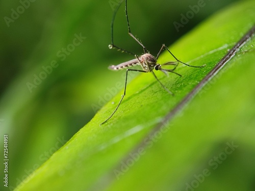 insect, nature, leaf, macro, bug, animal, spider, insects, closeup, ant, plant, close-up, fly, wildlife, wild, grass, flower, summer, brown, garden, beetle, small, pest, close, fauna © TASIF