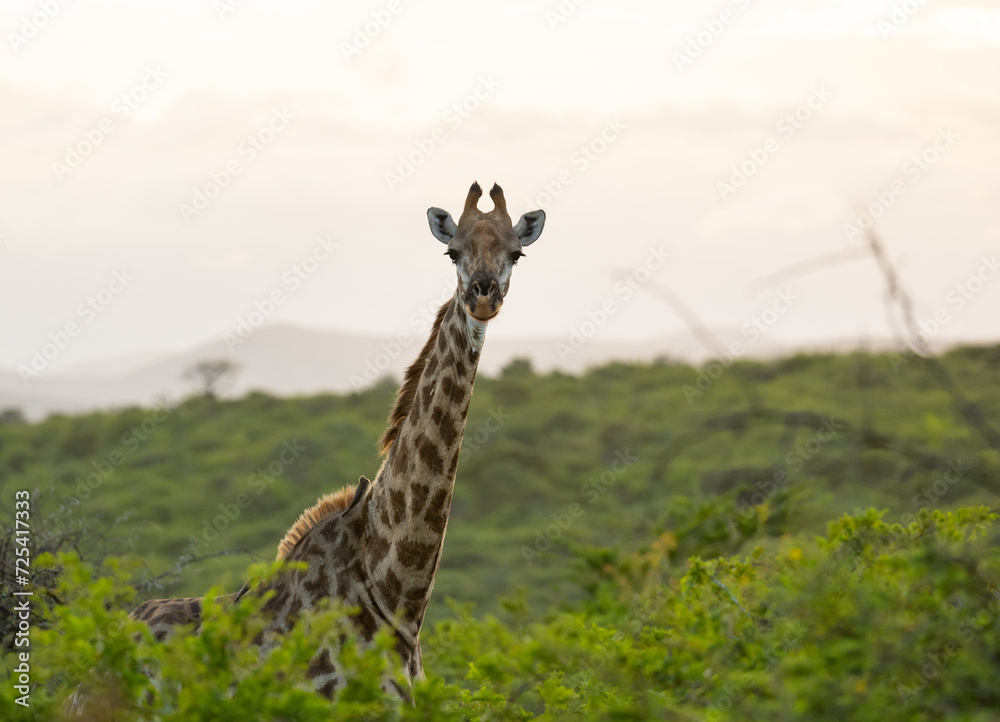 Giraffe im Naturreservat im Hluhluwe Nationalpark Südafrika
