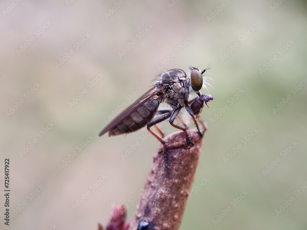 insect, fly, macro, nature, bug, animal, closeup, cicada, isolated, wildlife, wing, wings, close-up, leaf, detail, green, moth, small, white, brown, bee, summer, wasp, eye, eyes insect, fly, macro, nature, bug, animal, closeup, cicada, isolated, wildlife, wing, wings, close-up, leaf, detail, green, moth, small, white, brown, bee, summer, wasp, eye, eyes