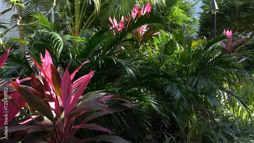 Jungle trees and plants great as background at slow motion