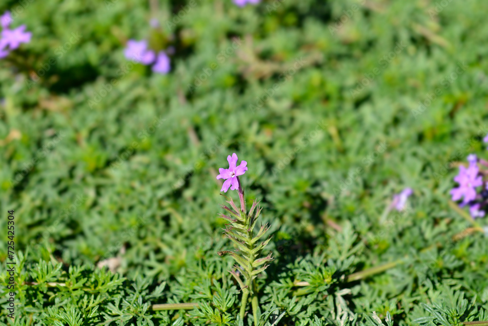Fototapeta premium South American mock vervain flower