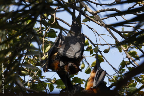 Fruit bats hanging around in Keoladeo National Park in India photo