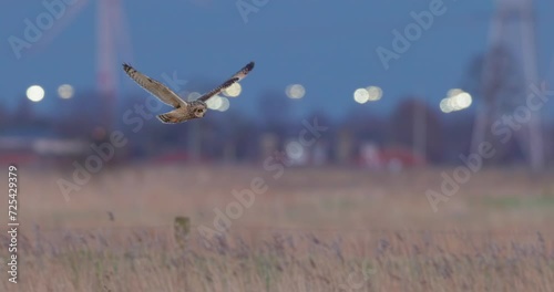 Short-eared owl hovering photo