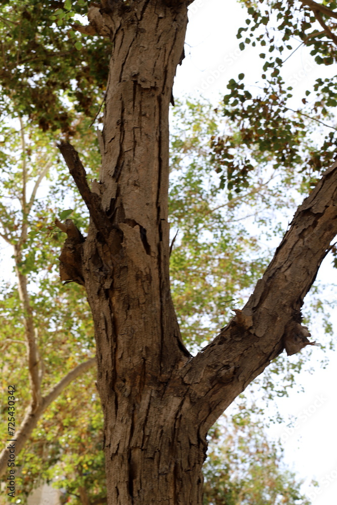 Texture of wood and tree bark in a city park. Texture of wood and tree bark in a city park.