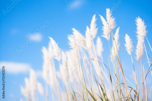 japanese silver grass with white plumes against blue sky © primopiano