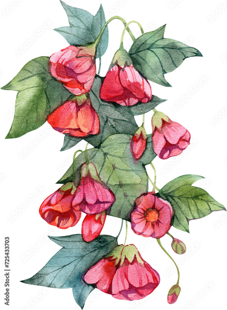 Watercolor abutilon flowers, hand drawn illustration of house plant in vintage style.