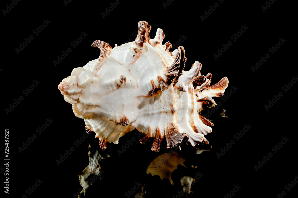 Fototapeta premium Murex Indivia Longspine Shell on a black background