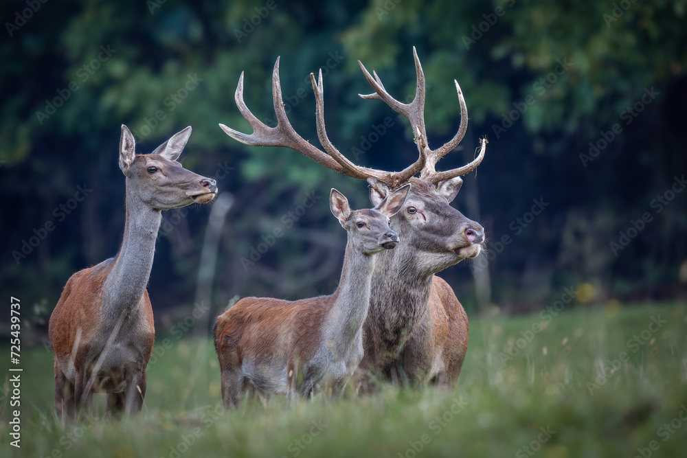 Red Deer (Cervus elaphus) with hinds in meadow Red Deer (Cervus elaphus) with hinds in meadow