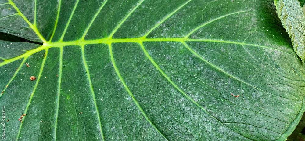 green tropical foliage in forest on the Brazilian coast green tropical foliage in forest on the Brazilian coast