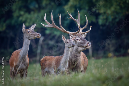 Red Deer  Cervus elaphus  with hinds in meadow