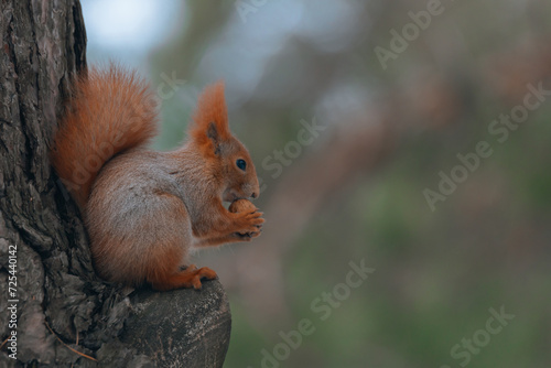 Photography Portrait of a squirrel