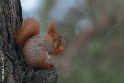Portrait of a squirrel. Urban wildlife. Eurasian red squirrel  Sciurus vulgaris . Ukraine. Forest. Feeding the animal. Winter animal