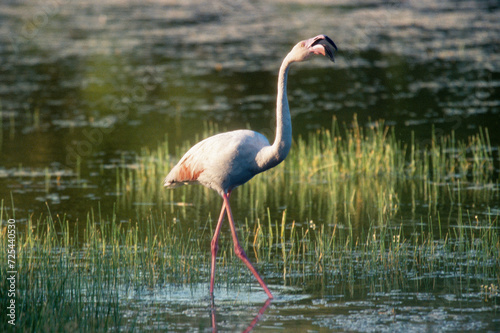 Flamant rose, .Phoenicopterus roseus, Greater Flamingo, Camargue, 13, Bouches du Rhone, France