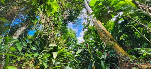 green tropical foliage in forest on the Brazilian coast
