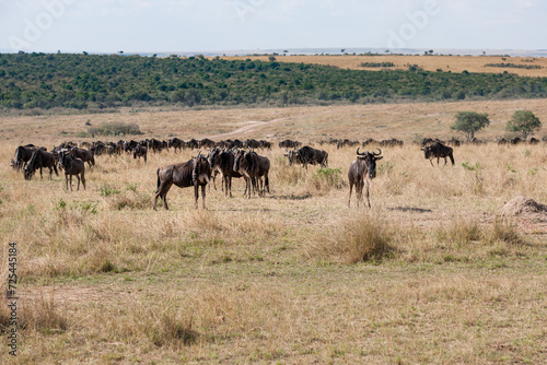migration in the Masai Mara Kenya © Herbert