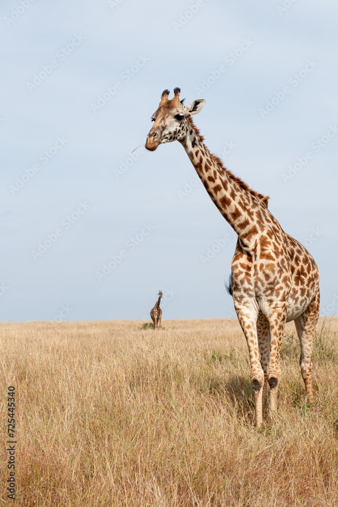 Giraffes in Tsavo East and Tsavo West National Park Kenya Giraffes in Tsavo East and Tsavo West National Park Kenya