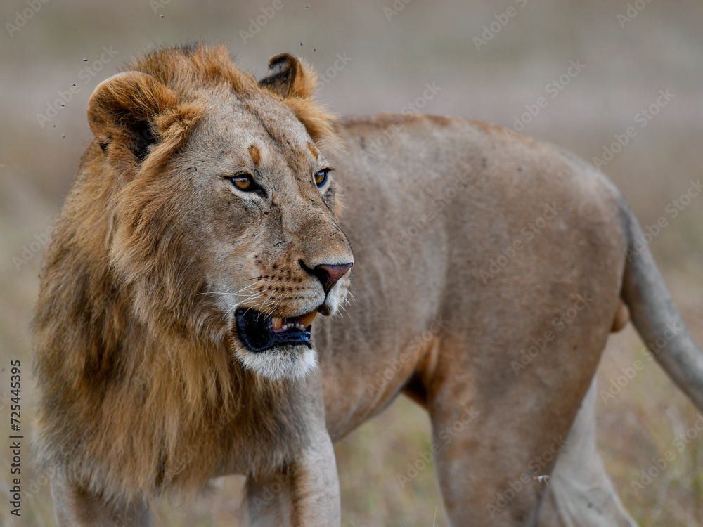 Fototapeta premium Male lions in the Masai Mara savannah