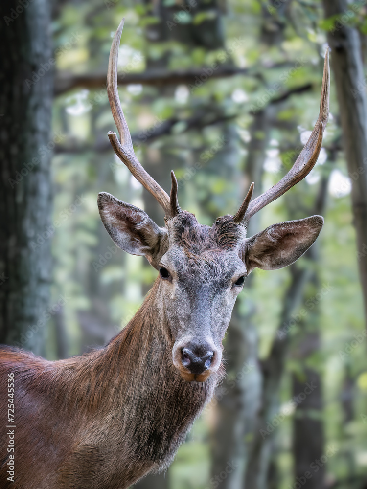 Intimate portrait of a Red Deer (Cervus elaphus) with a detailed view of its antlers in a dense forest, exuding calmness and grace. Intimate portrait of a Red Deer (Cervus elaphus) with a detailed view of its antlers in a dense forest, exuding calmness and grace.