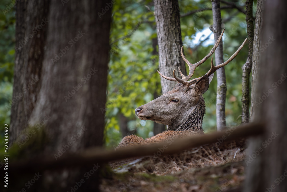 Serene Red Deer (Cervus elaphus) resting among trees, its majestic antlers blending with the tranquil woodland surroundings. Serene Red Deer (Cervus elaphus) resting among trees, its majestic antlers blending with the tranquil woodland surroundings.