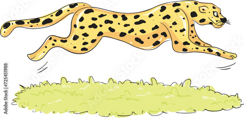The fastest animal, the cheetah.