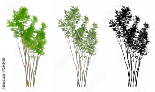 Set or collection of Japanese Sapphireberry trees  painted  natural and as a black silhouette on white background. Conceptual 3d illustration for nature  ecology and conservation  strength  beauty
