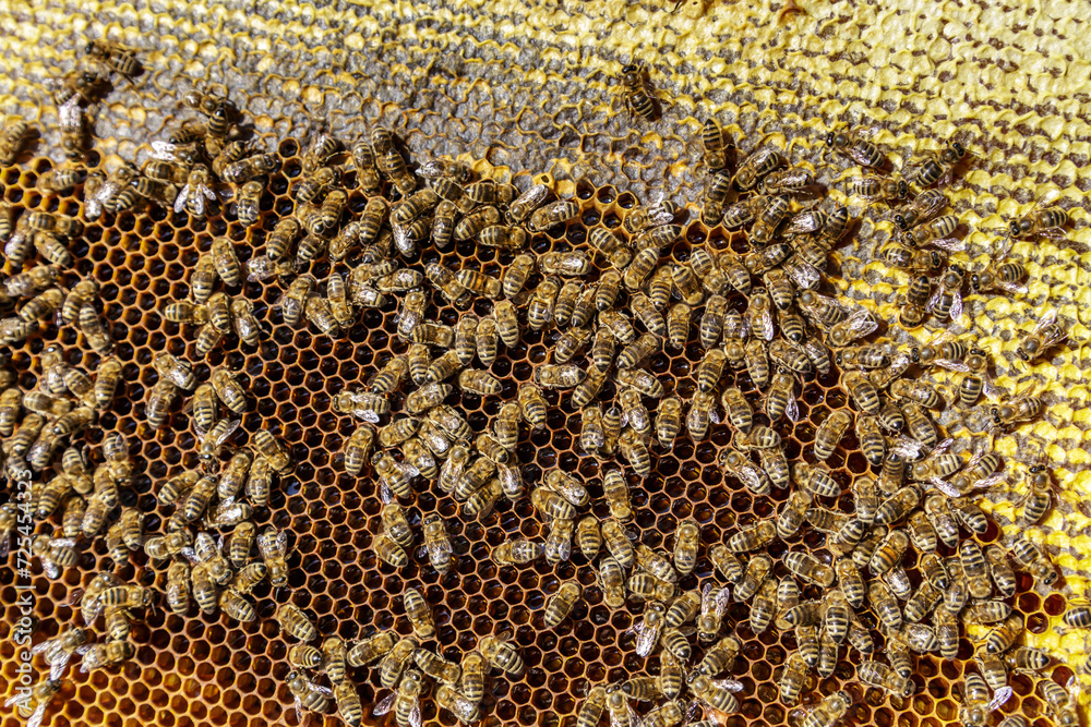 Macro photo of working bees on honeycombs.Beautiful honeycomb with bees close-up.Honey cell with bees.Beekeeping and honey production image. Macro photo of working bees on honeycombs.Beautiful honeycomb with bees close-up.Honey cell with bees.Beekeeping and honey production image.