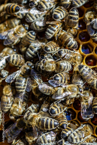 Macro photo of working bees on honeycombs.Beautiful honeycomb with bees close-up.Honey cell with bees.Beekeeping and honey production image.
