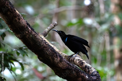 Magnificent riflebird or Ptiloris magnificus seen in Nimbokrang in West Papua photo