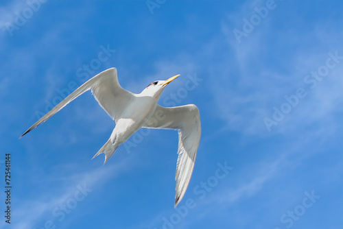 Low angle view of a White-fronted Tern (Sterna striata) in flight, Australia photo