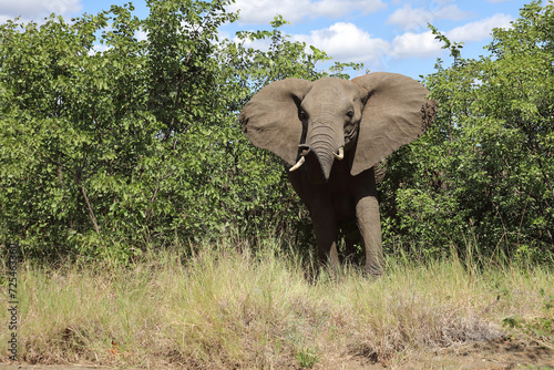 Photography Afrikanischer Elefant / African elephant / Loxodonta africana....