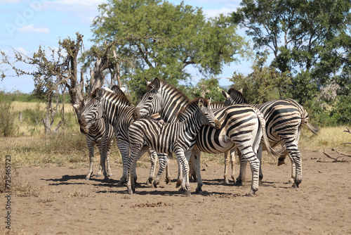 Steppenzebra   Burchell s zebra   Equus quagga burchellii.