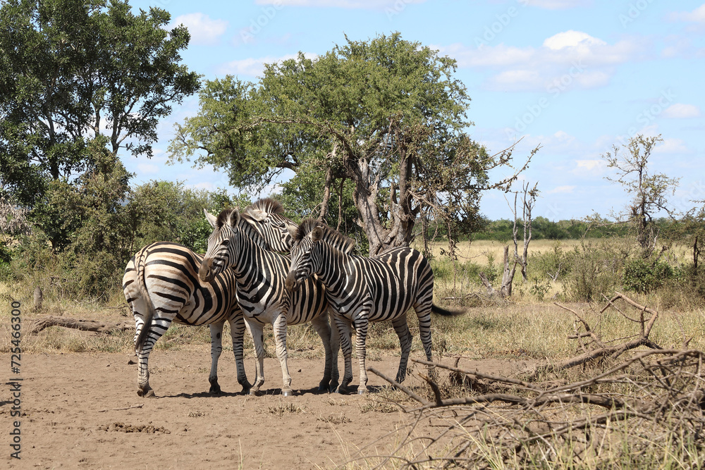 Obraz premium Steppenzebra / Burchell's zebra / Equus quagga burchellii