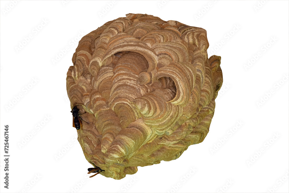 Endhas wasp nest (Vespa affinis), on an isolated white background Endhas wasp nest (Vespa affinis), on an isolated white background