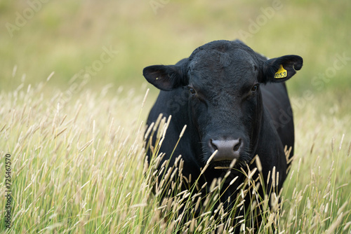 beautiful cattle in Australia eating grass, grazing on pasture. Herd of cows free range beef being regenerative raised on an agricultural farm. Sustainable farming of food crops. Cow in field 